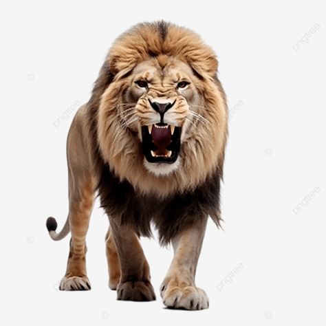 realistic angry lion full body white background Lion Full Body, Lion King Animals, Angry Lion, King Png, 3d Lion, Lion Illustration, Lion Drawing, Logo Cloud, Father Images