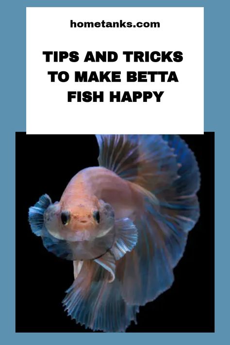 Most people think that it is difficult to make a betta fish happy, but that is not tru! Do you want to know how to make your betta fish happy? In this article, we will teach you how to make your betta fish happy and healthy. #bettafish #freshwaterfish Beta Fish Tips, How To Train Your Betta Fish, Types Of Beta Fish, Betta Fish Natural Habitat, Koi Betta Fish Female, Betta Fish Care Tips, Live Plants For Betta Tank, Betta Fish Tips, Betta Fish Tank Aesthetic