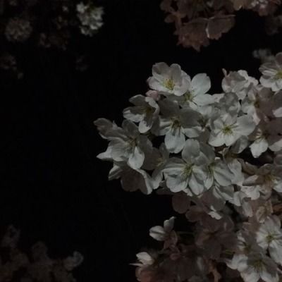 2560x1440 Wallpaper, Dark Feeds, Ethereal Aesthetic, Dark Paradise, Japanese Aesthetic, Six Feet Under, Aesthetic Images, Night Aesthetic, Dark Night