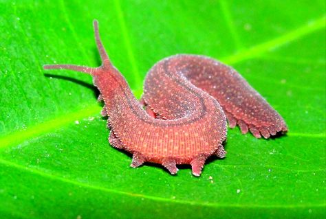 velvet worm Interesting Bugs, Velvet Worm, Cool Bugs, Beautiful Bugs, Creepy Crawlies, Pretty Animals, Silly Animals, Bugs And Insects, Slug