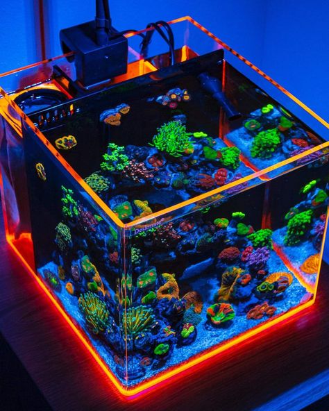 Neon Aquarium, Blue Economy, Nano Reef Tank, Snail Tank, Glow Fish, Fish Aquarium Decorations, Marine Fish Tanks, Plants Aquarium, Fish Gallery