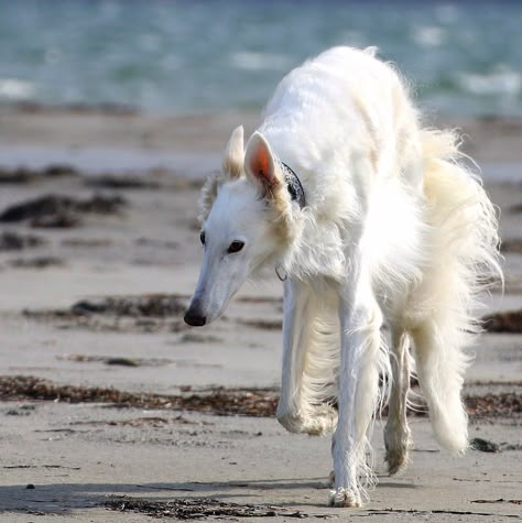 Borzoi Reference, Dream Summer Aesthetic, 2 Animals, Summer Aesthetic Beach, Hounds Of Love, Russian Wolfhound, Borzoi Dog, Coconut Dream, Dream Summer