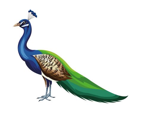 Cartoon peacock bird Peacock Png Hd, Peacock Cartoon, Peacock Png, Simple Jack, Peacock Clipart, Paint Png, Peacock Vector, Peacock Drawing, Peacock Images