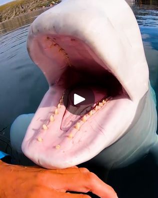 Facebook Beluga Whale, Show Us