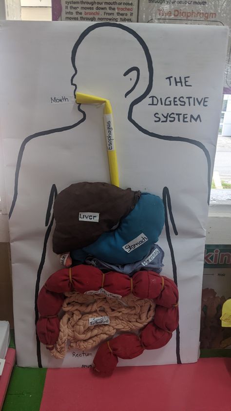 Digestive System Project Ideas, 3d Digestive System Project, Mouth Digestive System, Cow Digestive System, Digestive System Project, Digestive System Model, Bio Project, Interactive Poster, Art Competition Ideas