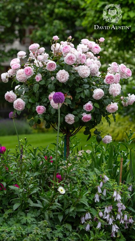 Planting Standard Tree Roses in mixed borders adds height, fragrance, and elegance to your garden. They are perfect for creating focal points, lining paths, framing doorways, or charming bare walls.   #davidaustinroses #gardeninspiration Olivia Rose Austin, Rose Garden Ideas, Tree Rose, Standard Roses, Rose Garden Design, Side Yard Landscaping, Rose Gardens, Rose Care, Olivia Rose