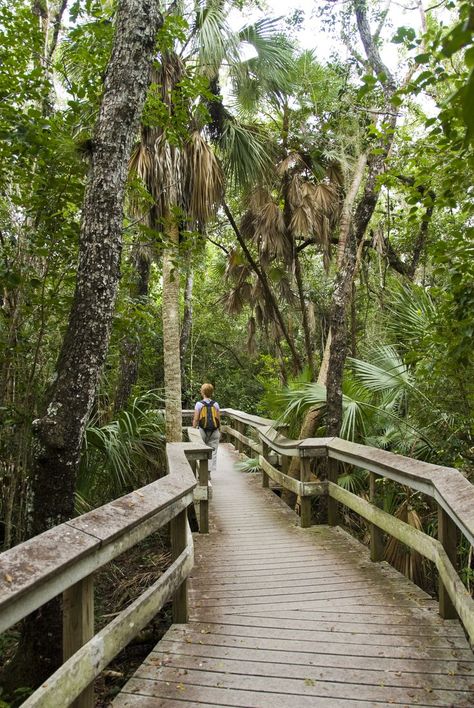 Puerto Rico With Kids, Florida Hiking, Florida Trail, Welcome To Paradise, Hiking Routes, Babymoon, Best Hikes, Vacation Places, Florida Travel