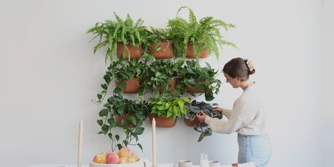 Shop WallyGrow Plant Walls, Planter Wall, Wall Planters, Terracotta Wall, Tea Towel Gift, Plant Health, Wall Planter, Plant Wall, Hanging Planters