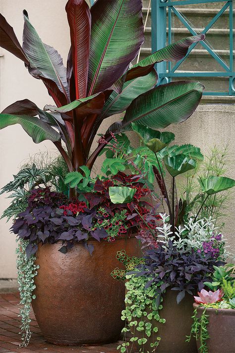 Large Pots With Plants, Tropical Planters Pots, Big Pots For Plants Ideas, Pot Plants Outdoor Patio, Tropical Container Garden, Annual Pots, Tropical Planters, Outdoor Container Plants, Plants Ideas Indoor