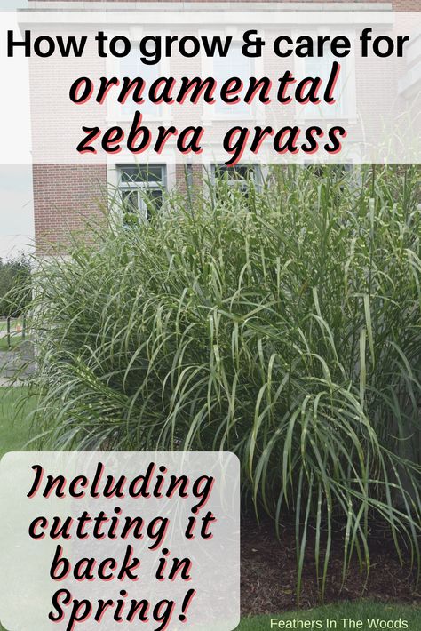 ornamental zebra grass Zebra Grass Plant, Zebra Grass Landscaping, Tall Grass Landscaping, Plant Advice, Grass Landscaping, Perennial Garden Plans, Miscanthus Sinensis, Garden Prepping, Vegetable Harvest