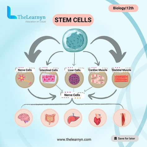 Did you know that STEM cells have the incredible ability to develop into different types of cells in our bodies? Let's explore the mysteries of STEM cells together! Ever wondered about the tiny powerhouses inside our bodies called STEM cells? STEM cells are like the building blocks of life, with the potential to grow into various cells that help us function every day. From repairing tissues to aiding in medical research, STEM cells hold immense promise for the future of healthcare and beyo... Stem Cells Notes, Emotion Code, Tissue Types, Stay Curious, Cell Line, Nursing School Notes, Stem Cell Therapy, The Learning Experience, Stem For Kids