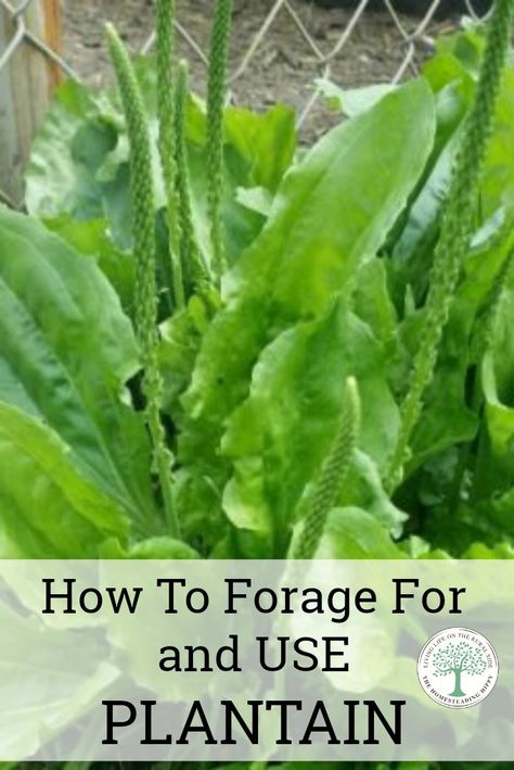 Plantain is amazing! Forage for and use this common backyard weed! You'll never spray it again! The Homesteading Hippy via @homesteadhippy Plantain Plant, Plantain Herb, Medicinal Weeds, Wild Food Foraging, Foraging Recipes, Edible Wild Plants, Foraged Food, Healing Plants, Herbs For Health