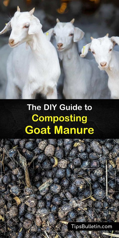 Animal manure like rabbit manure, cow manure, and goat manure, is perfect organic matter for your compost pile. Mix goat poop into your composter to make goat manure compost. Enjoy free organic fertilizer for your plants. #make #goat #manure #compost Manure Compost Bin, Allotment Planning, Raising Livestock, Composting For Beginners, Homestead Business, Manure Composting, Manure Management, Goat Playground, Diy Fertilizer