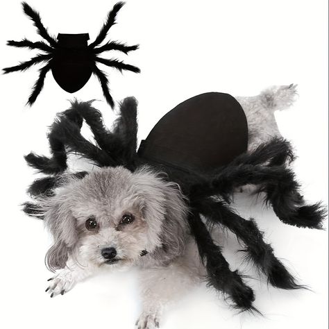 Giant Costume, Spider Halloween Costume, Dog Spider Costume, Spider Dog, Halloween Dogs, Spider Costume, Pet Spider, Spider Halloween, Pet Halloween Costumes