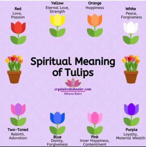 Tulip Color Meaning, Tulips Quotes, Witch Plants, Flowers Language, Witchy Herbs, Paper Bouquet Diy, Tulips Meaning, Tulip Colors, Witchy Tips