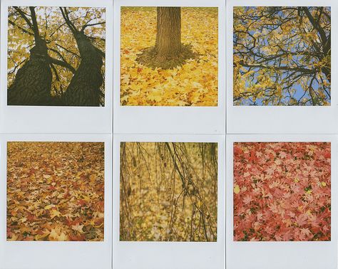 Jason Stankiewicz Fall Tumblr, Devon Wedding, Fuji Instax, Polaroid Pictures, Fall Feels, Word Pictures, Yellow Leaves, Autumn Colors, Hello Autumn