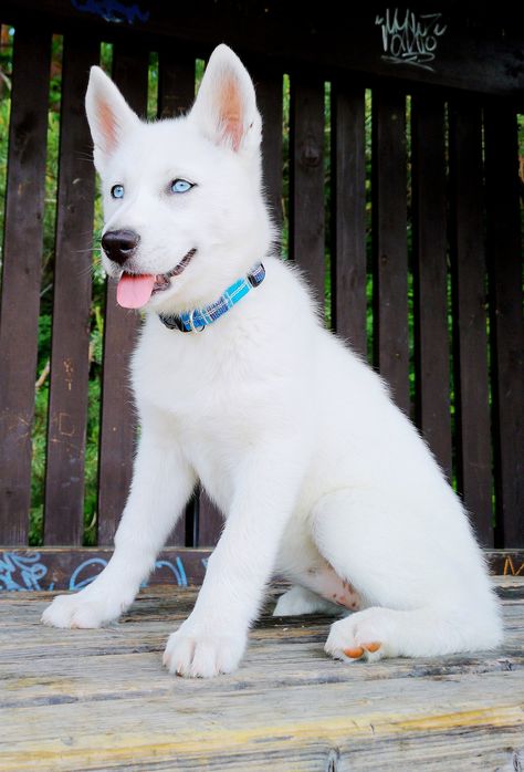 White Siberian husky White Husky Aesthetic, Types Of Bulldogs, White Siberian Husky Puppy, White Husky Puppy, White Husky Dog, Rare Albino Animals, White Siberian Husky, Cute Husky Puppies, Dog Tattoo Ideas