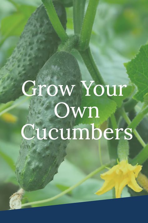 Growing your cucumbers is simple. Grow cucumbers from seed or direct sow. Learn how to care for cucumber plants and what to expect when growing your own cucumbers. How To Grow Cucumbers, Cucumber Plants, Grow Cucumbers, Homesteading Diy, Cucumber Plant, Growing Cucumbers, Swollen Legs, Rain Barrel, Grow Your Own