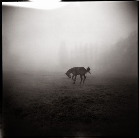 https://flic.kr/p/Gtayy | Holga#94 | Taken with a Holga toy camera. Pinhole Camera Photos, Urban Decay Photography, Pinhole Camera, Horse Wallpaper, Still Life Photos, Toy Camera, Photo Challenge, Cebu, Wild Horses