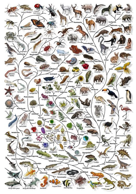 Animal Evolution, Biology Lover, Hand Shadows, Water Animals, Life Poster, Poster Drawing, Nature Posters, Zoology, Buy Prints