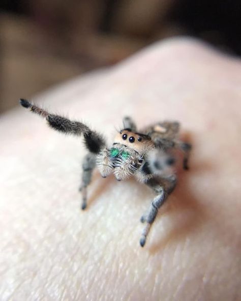 Regal Jumping Spider, Tiny Baby Animals, Jumping Spiders, Pet Spider, Cool Bugs, Spider Art, Jumping Spider, Beautiful Bugs, Arthropods