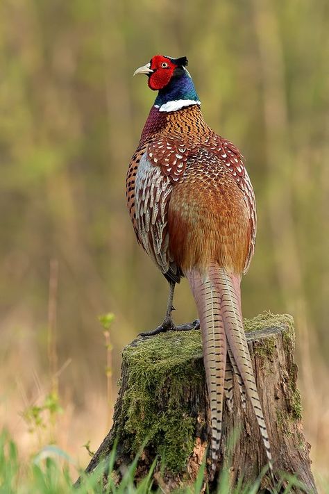 Common Pheasant, Ring Necked Pheasant, Den Ideas, Hunting Art, Pheasant Hunting, Wild Animals Pictures, Bird Hunting, Most Beautiful Birds, British Wildlife