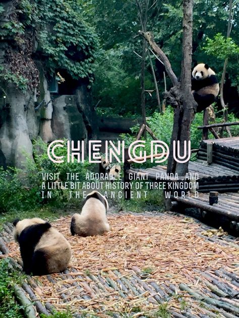 The Greatest Way to Rejuvenate at the Chengdu's Panda Sanctuary https://wp.me/p5Lw9a-hN Heading on a therapeutic journey to have the encounter with giant pandas in Chengdu's Giant Panda Research Base. Along the way, explore the pungent Sichuan dishes and learn a little bit about the history of the Three Kingdoms in the ancient world. #panda #sichuan #animals #sanctuary #chengdu #history #food Panda Sanctuary, Animals Sanctuary, Female Panda, Panda Food, Giant Buddha, China Travel Guide, Giant Pandas, Visit China, Three Kingdoms