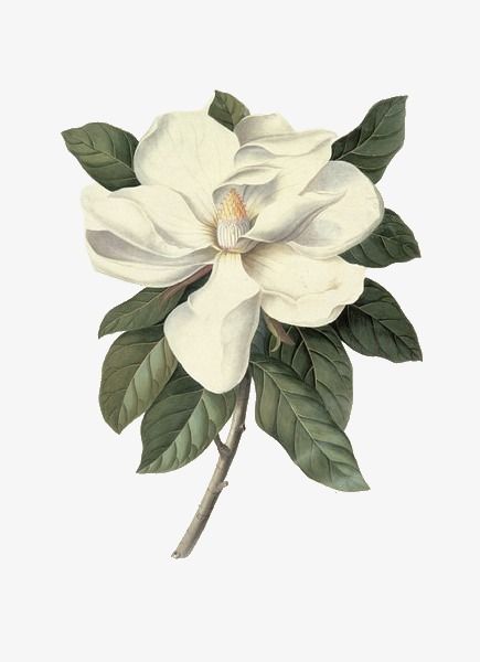 Magnolia Blossom, White Magnolia, Vintage Botanical Prints, Trendy Flowers, Plant Drawing, Magnolia Flower, Botanical Drawings, Flower Art Painting, Vintage Botanical