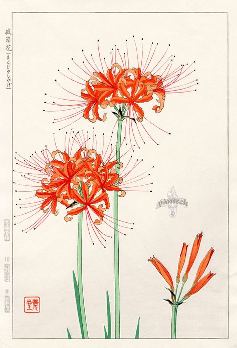 Spider Lily Illustration, Spiderlili Drawing, Spider Lily Drawing, Japanese Spider Lily, Spider Flower, Spider Lilies, Lilies Drawing, 16 Tattoo, Red Spider Lily