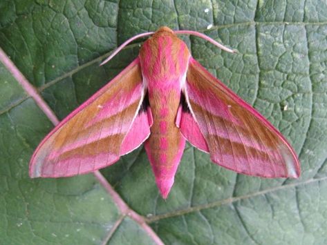 Colourful Insects, Moth Pictures, Moth Facts, Elephant Hawk Moth, Green Moth, Pink And Olive Green, Pink Moth, Moth Species, Cute Moth