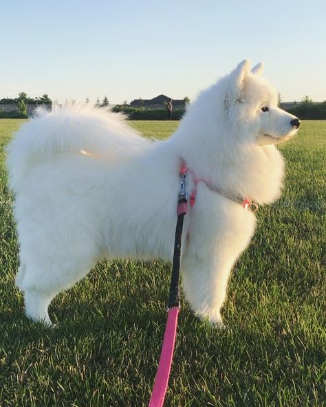 Samoyed Side Profile, Female Samoyed, Samoyeds Dogs, Big Fluffy Dogs, Samoyed Dogs, Fluffy Dogs, Mixed Breed, Summer Breeze, Cute Little Animals