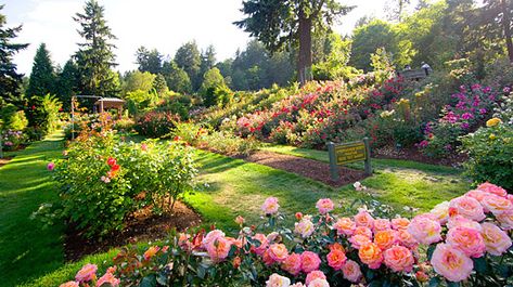 Washington Park Rose Garden Portland Oregon - Bing Images   RePinned by : www.powercouplelife.com Portland City, Washington Park, Rose City, Park Rosé, Colorful Roses, Garden Pictures, Oregon Travel, Organic Gardening Tips, Family Outing