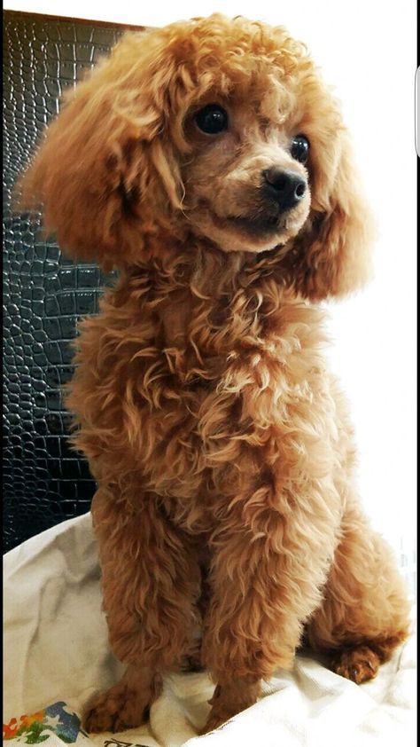 Poodle Puppy Training, Maltipoo Haircuts, Toy Poodle Haircut, Brown Poodle, Poodle Hair, Poodle Haircut, Poodle Cuts, Red Poodles, Puppy Cut