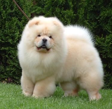 Cream white chow chow Chao Chao Dog Puppies, Chou Chou Dog, Chao Chao Dog, Puppy Chow Chow, White Chow Chow, Chow Chow Dog Puppy, Chow Puppies For Sale, Chow Chow Puppies, Perros Chow Chow