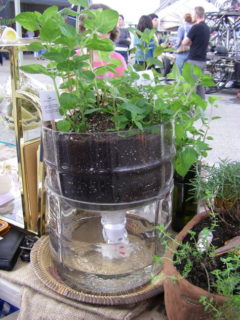 @Chelsea Glancy  Here is what we can do with the old water bottle - Self watering garden from a big water bottle. Diy Self Watering Planter, Small Water Gardens, Aquaponics Kit, Self Watering Containers, Self Watering Plants, Self Watering Pots, Aquaponics System, Self Watering Planter, Hydroponic Gardening