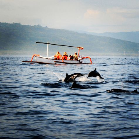 Dolphin watching Lovina Bali Lovina Bali, Bali Activities, North Bali, Lake Toba, Dolphin Watching, Bali Lombok, Bali Villa, Beach Hawaii, Couples Travel