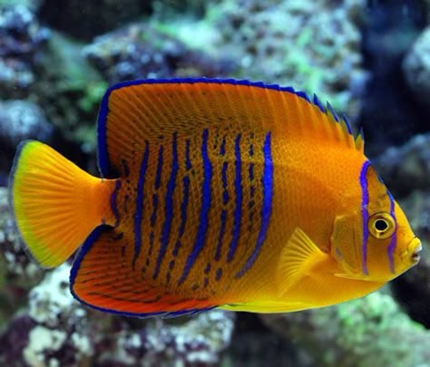 Saltwater Fish Tanks, Rare Fish, Creature Marine, Fauna Marina, Salt Water Fish, Beautiful Sea Creatures, Water Animals, Saltwater Fish, Marine Fish