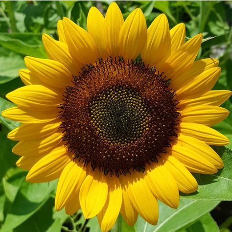 Single Sunflower, Bunch Of Sunflowers, Common Sunflower, Sunflower Seeds From The Flower, Bigs Sunflower Seeds, Portulaca Grandiflora, Sunflower Up Close, Custom Seed Packets, Cape Gooseberry