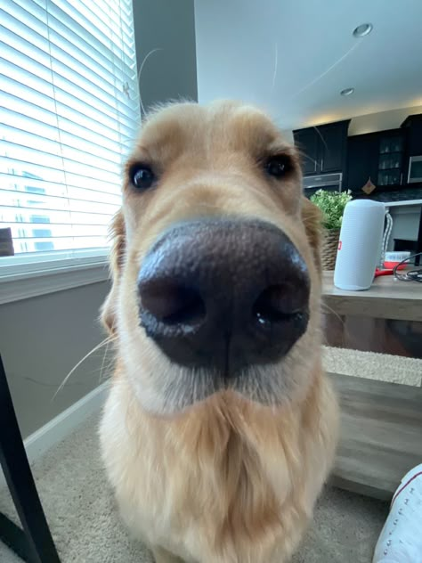 Silly Cute Dog Pictures, Golden Retriever Reaction Pic, 0.5 Dog Pictures, Dog 0.5 Camera, Blonde Golden Retriever Boy, Silly Golden Retriever, Funny Golden Retrievers, Golden Retriever Meme, Goldador Dog