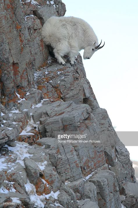 Mountain Goats Climbing, Mountain Goats, Glacier National Park Montana, Images Of Animals, Mountain Goat, A Goat, Animal Games, Animal Sketches, Glacier National