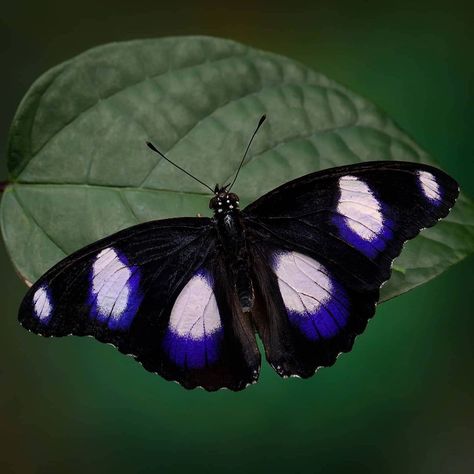 Rupert Kainradl’s Instagram profile post: “Great eggfly or Blue Moon Butterfly (Hypolimnas bolina) #hypolimnasbolina #bluemoonbutterfly #butterfly #mariposa #borboleta…” Blue Moon Butterfly, Moth Species, Moon Butterfly, Plant Lady, Butterfly Tattoo, Blue Moon, Beautiful Butterflies, Book Art, Butterflies