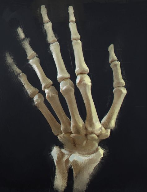 Skeleton Hand Photography, Skeleton Of Hand, Hand Bones Reference, Skeleton Hand Reference, Skeleton Hand Poses, Skull Hand Drawing, Hand Bone Anatomy, Hands Anatomy, Finger Bones