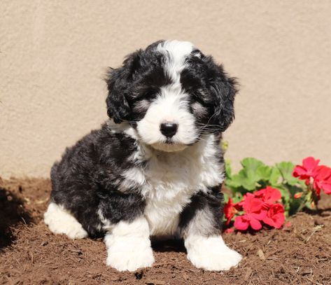 💞🐾 #Adorable #Friendly #Playful & #Sweet tempered Cookie the #MiniSheepadoodle is the #PerfectFriend and #PlayMate for any age! ▬▬▬▬▬▬▬▬▬▬▬▬▬▬▬▬▬▬▬ #Sheepadoodle #PuppiesOfFacebook #PuppiesOfInstagram #PuppiesOfTwitter #PuppiesOfPinterest #BuckeyePuppies #Charming #PinterestPuppies #Puppies #Pups #Pup #Funloving #PuppyLove #Cute #Cuddly #ForTheLoveOfADog #MansBestFriend #Puppy #Animals #Dog #Pet #Pets #ChildrenFriendly #PuppyandChildren #ChildandPuppy www.BuckeyePuppies.com Aussie Doodle Puppy, Mini Sheepadoodle, Aussie Doodle, Sheepadoodle Puppy, Doodle Puppies, Belgian Sheepdog, Golden Doodles, Stud Dog, Doodle Puppy