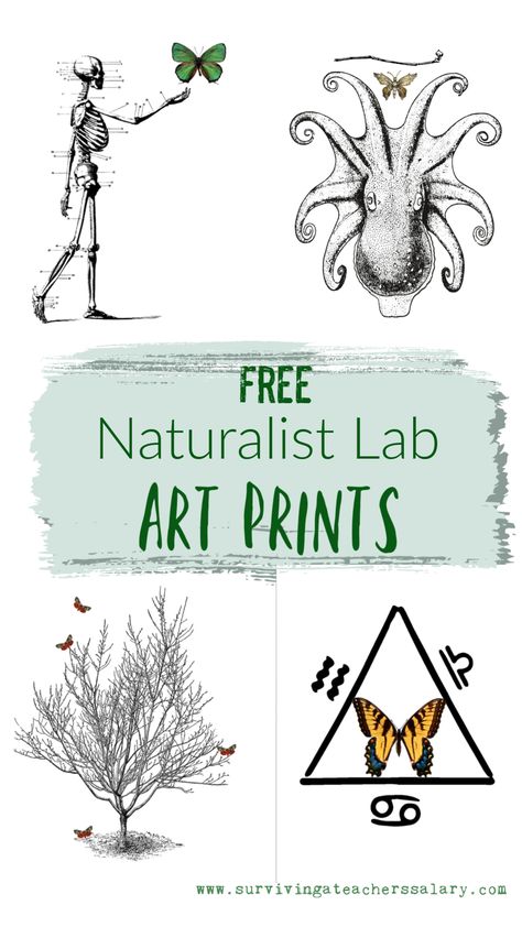 FREE printable Naturalist Lab art prints! This nature themed diy home decor makes beautiful wall art and can be used in a naturalist lab, steam punk style, or any other science based decor. Mostly black and white with butterflies - this unique science art prints are perfect to spruce up your classroom or home decor area! #livingroom #freeprintables #art #artprints #nature #naturalist #classroom #educational #decor #homedecor #diyhome #diydecor #free Educational Wall Art Free, Science Office Decor, Science Home Decor, Nature Office Decor, Science Themed Bedroom, Free Printable Art Prints, Science Room Decor, Decorating A Classroom, Naturalist Decor