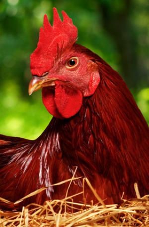 ROOSTER Rhode Island Red Chickens, Chicken Pictures, Rhode Island Red, Red Chicken, Beautiful Chickens, Hen Chicken, Red Rooster, Chickens And Roosters, Chicken Breeds