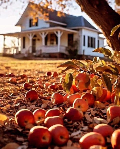 Days Until Halloween, Apple Season, Autumn Magic, Fall Apples, Autumn Scenes, Apple Orchard, Autumn Scenery, Fabulous Fall, Fall Scents