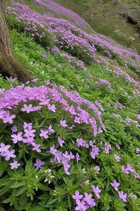 12 Ground Cover Plants For Hillside And Slopes Hillside Wildflower Garden, Plants For Hillside, Wildflower Hillside, Landscape Hillside, Steep Hillside Landscaping, Hilly Landscape, Vinca Minor, Ground Cover Roses, Sweet Woodruff