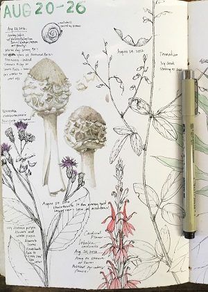 BOTANY AND JOURNALING  WITH LARA CALL GASTINGER  Explore botany and art together. Join botanical artist Lara Call Gastinger to learn how to use a sketchbook to observe the ways plants change each month. Botany Watercolor, Botanical Study Drawing, Botany Sketchbook, Botanical Study, Lara Call Gastinger, Nature Art Journal, Explorer Journal, Botanical Studies, Plant Study Art