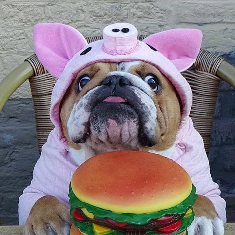 14 Dog Halloween Costumes Every Bulldog Parent Needs Comic Artwork, Cute Bulldog Puppies, Comics Anime, Anime Animation, Bulldog Funny, Cute Bulldogs, English Bulldog Puppies, Artist Illustration, Dog Halloween Costumes