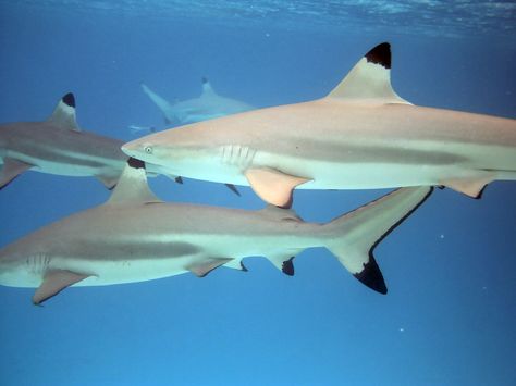 I went to the aquarium and I couldn't stop staring at the fins of the reef sharks. Incredible. Shark In The Middle Of Fish, Black Tip Reef Shark, Black Tip Shark, Caribbean Reef Shark, Shark Coming Out Of Water, Save The Sharks, Shark Infested Waters, Species Of Sharks, Shark Pictures